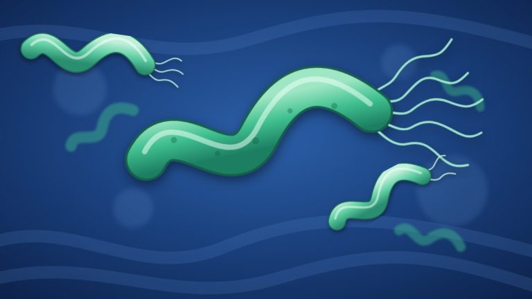 Ilustración de la bacteria Helicobacter pylori en el estómago
